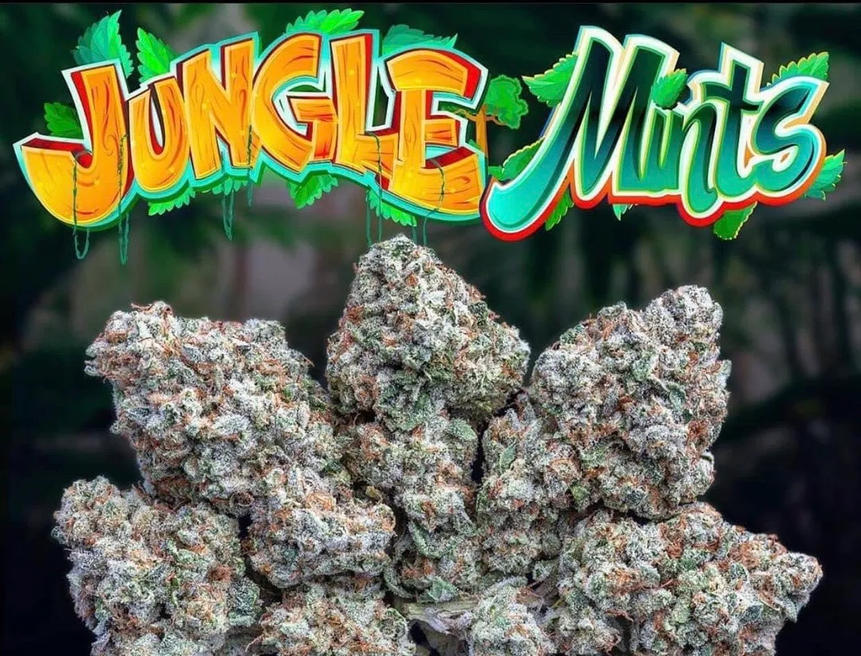 JUNGLE-MINTS-JUNGLEBOYS.webp